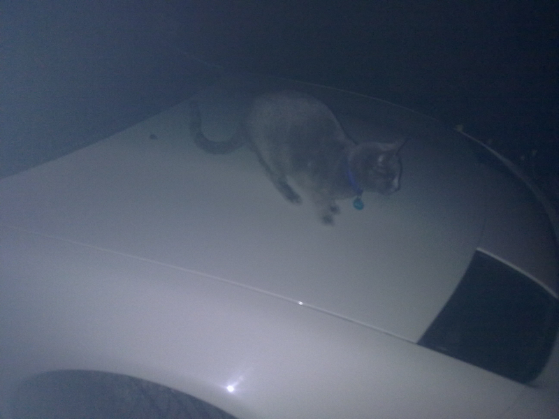 Cats loved it. Finally found the culprit of all those mysterious paw prints running up and down the roof and windshield!